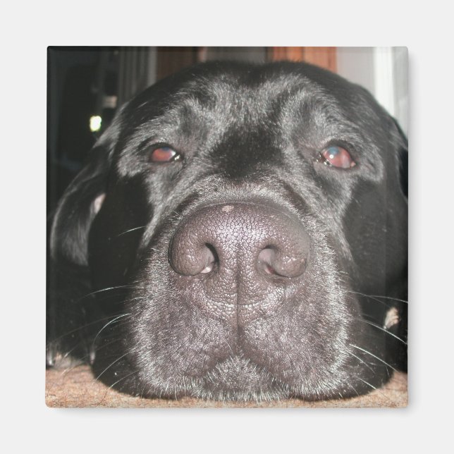 Sleepy Labrador Magnet (Vorne)