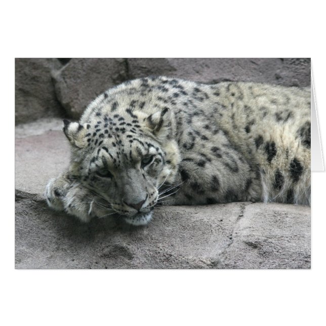 Sleepy Leopard (Vorderseite (Horizontal))