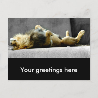 Sleepy Lion Postcard Postkarte