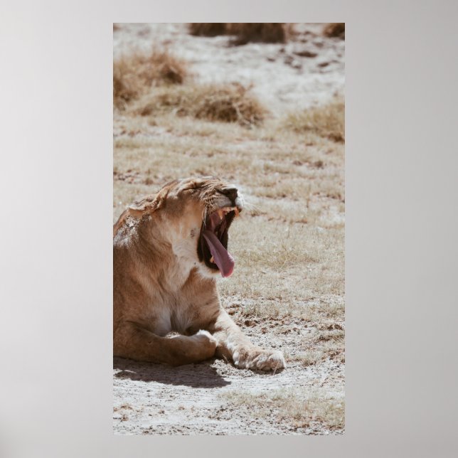 SLEEPY LION POSTER (Vorne)