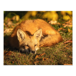 Sleepy Little Fox Foto Print