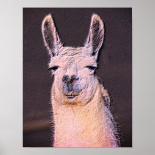 Sleepy Llama Face Poster