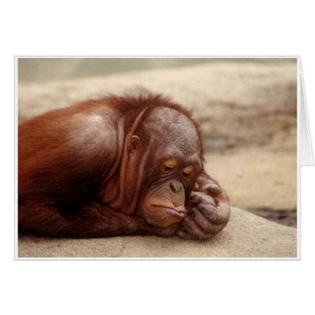 Sleepy Monkey (Vorderseite (Horizontal))