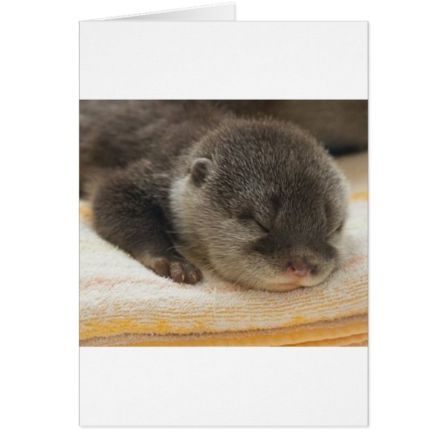 Sleepy Otter (Vorne)