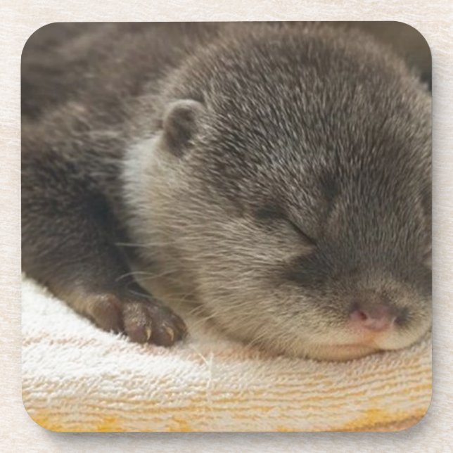 Sleepy Otter Getränkeuntersetzer (Vorderseite)