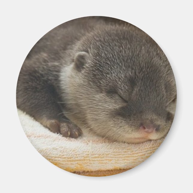 Sleepy Otter Magnet (Vorne)