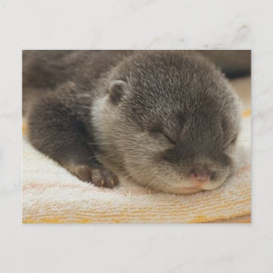 Sleepy Otter Postkarte