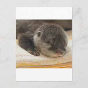 Sleepy Otter Postkarte