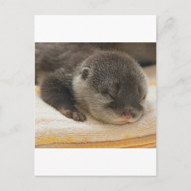 Sleepy Otter Postkarte (Vorderseite)