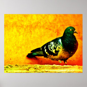 Sleepy Pigeon Poster