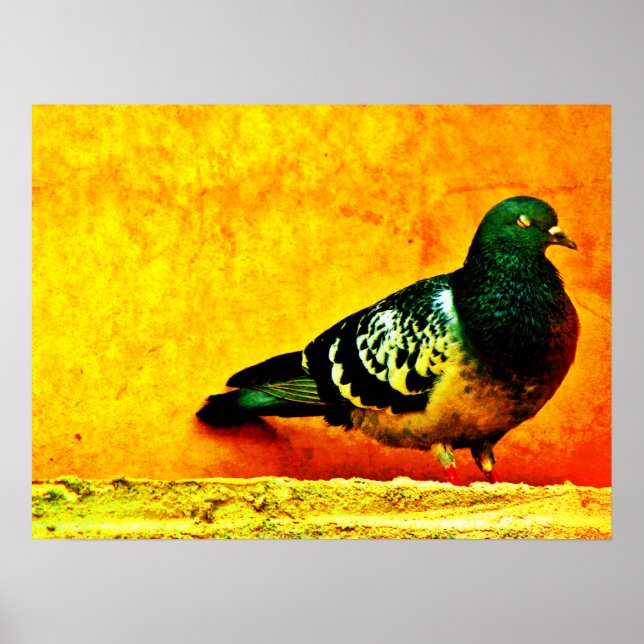 Sleepy Pigeon Poster (Vorne)