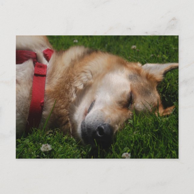 Sleepy Puppy Beauty Postcard Postkarte (Vorderseite)