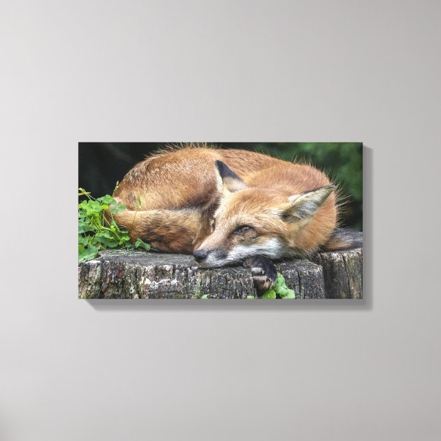Sleepy Red Fox Leinwanddruck (Vorderseite)