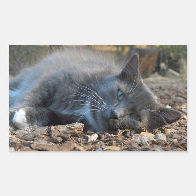 Sleepy Shady Cat Stickers (Vorderseite)