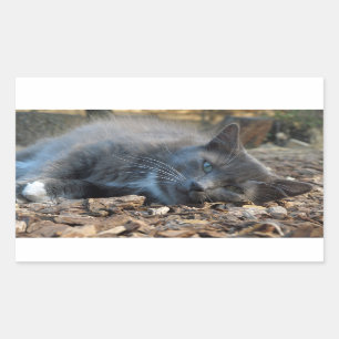 Sleepy Shady Cat Stickers