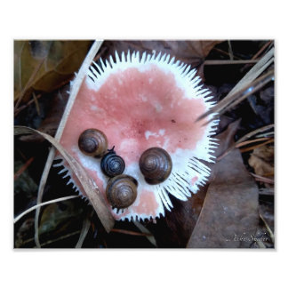 Sleepy Snails Fotodruck