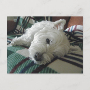 Sleepy Sofa Westie Foto Postkarte