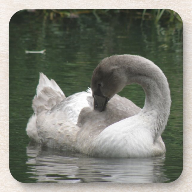 Sleepy Swan Cork Untersetzer (Vorderseite)