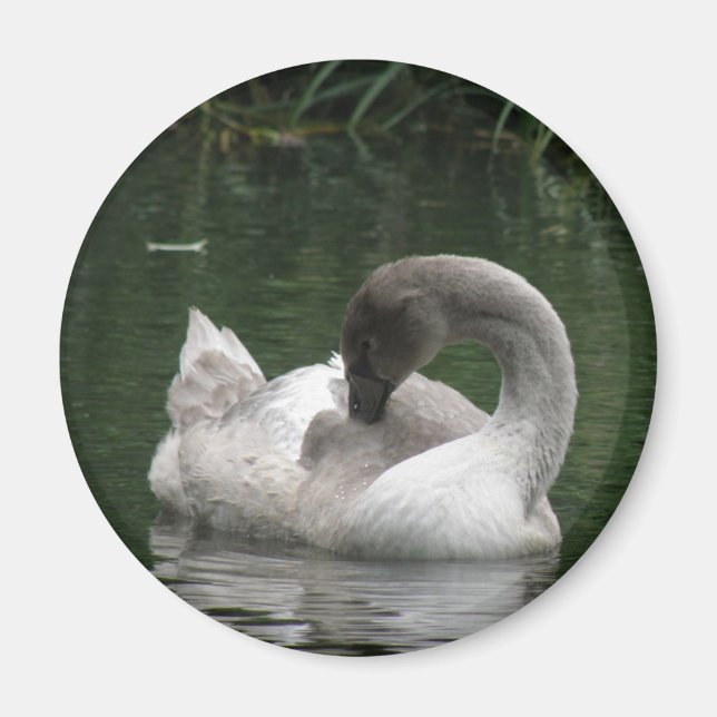 Sleepy Swan Magnet (Vorne)