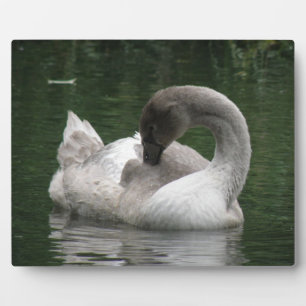 Sleepy Swan Plaque Fotoplatte