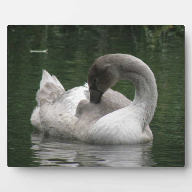 Sleepy Swan Plaque Fotoplatte (Vorderseite)