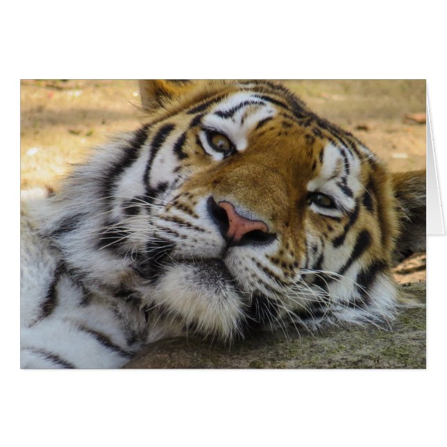 Sleepy Tiger (Vorderseite (Horizontal))