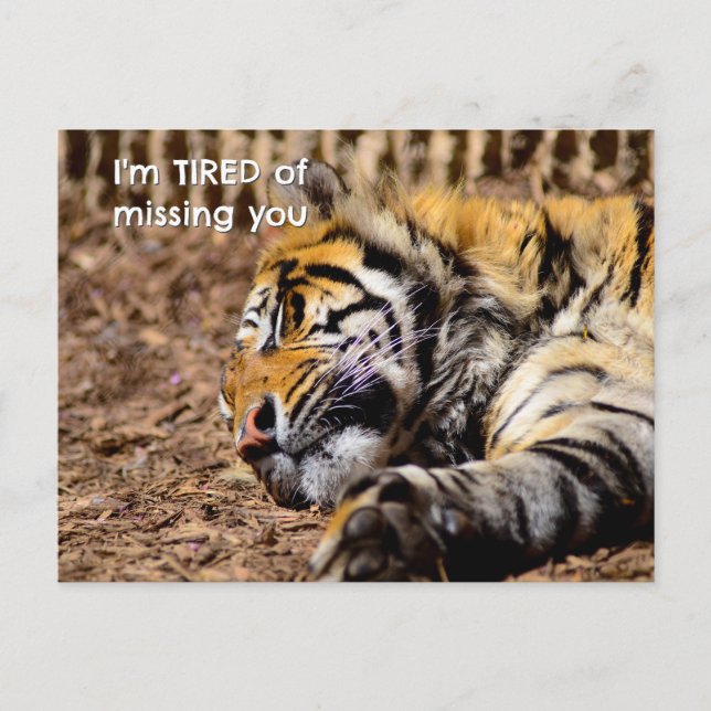 Sleepy Tiger Postcard Postkarte (Vorderseite)