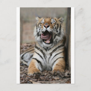 Sleepy Tiger Postkarte
