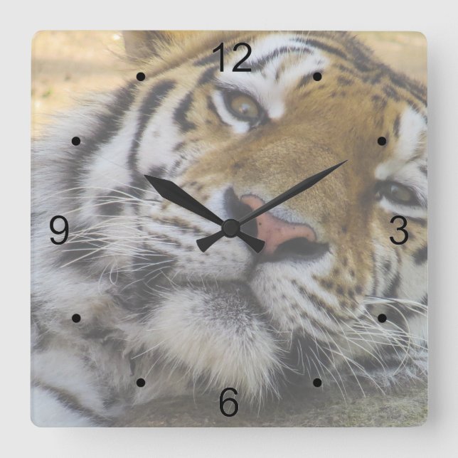 Sleepy Tiger Quadratische Wanduhr (Vorderseite)