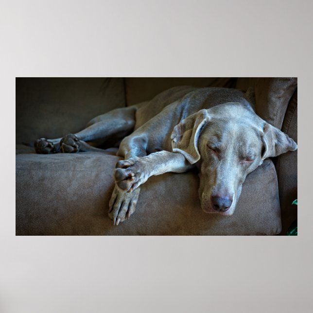 Sleepy Weimaraner Poster (Vorne)