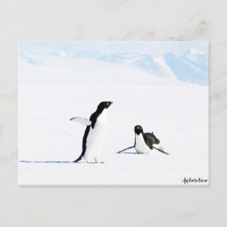 Sliding Adelie Penguin und Friend Postkarte
