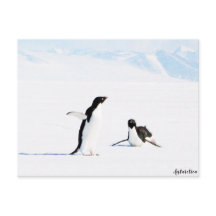 Sliding Adelie Penguin und Friend