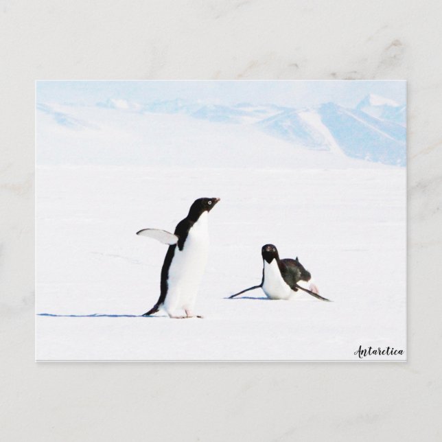 Sliding Adelie Penguin und Friend Postkarte (Vorderseite)