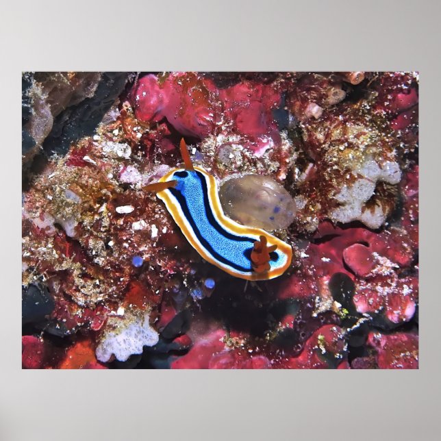 Slinking Nudizweizweige Poster (Vorne)