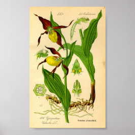 Slipper Orchid (Cypripedium calceolus) Poster
