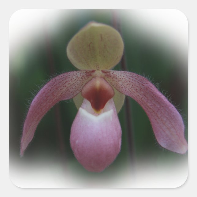 Slipper Orchid Quadratischer Aufkleber (Vorderseite)