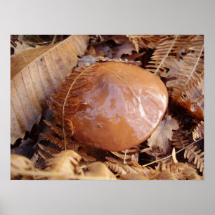 Slippery Jack Mushroom Poster