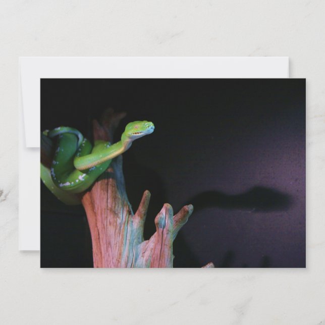 Slithering Green Tree Boa (Vorderseite)