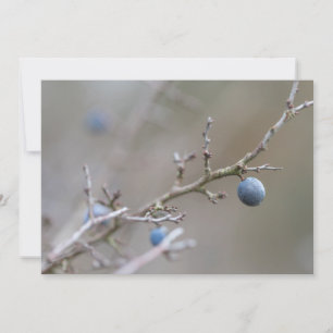 Sloe Berries Nature Foto Card