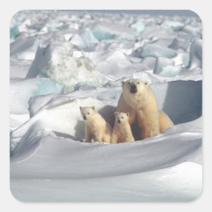 SLOGAN hinzufügen, um Polarbären auf dem Planeten  Quadratischer Aufkleber