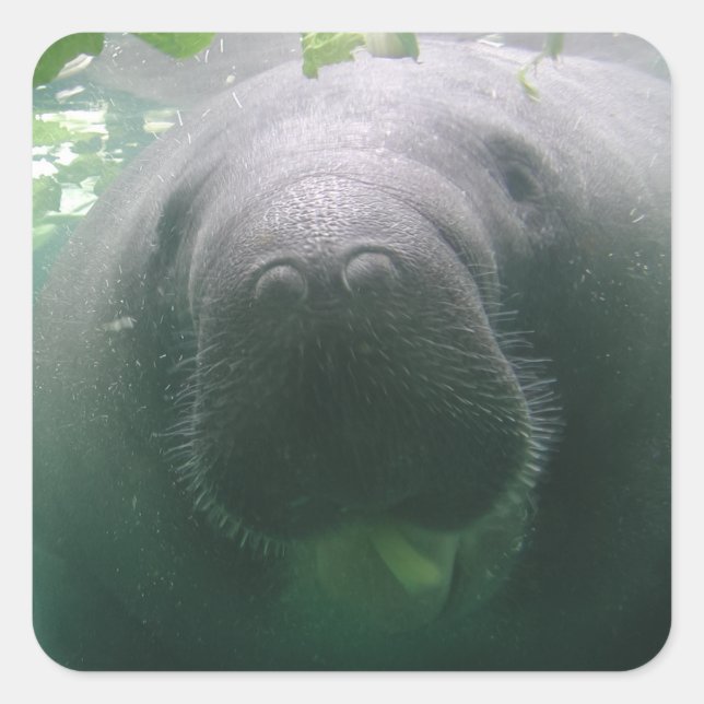 Sloppy-Manatee-Aufkleber Quadratischer Aufkleber (Vorderseite)