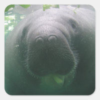 Sloppy-Manatee-Aufkleber