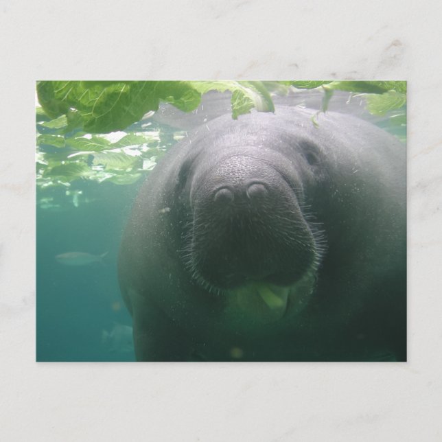 Sloppy Manatee Postkarte (Vorderseite)