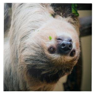 Sloth 005 fliese