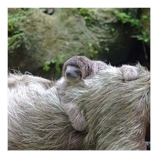 Sloth_20171104_by_JAMFoto Fotodruck (Vorne)
