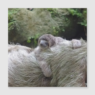 Sloth_20171104_by_JAMFoto Magnetkarte