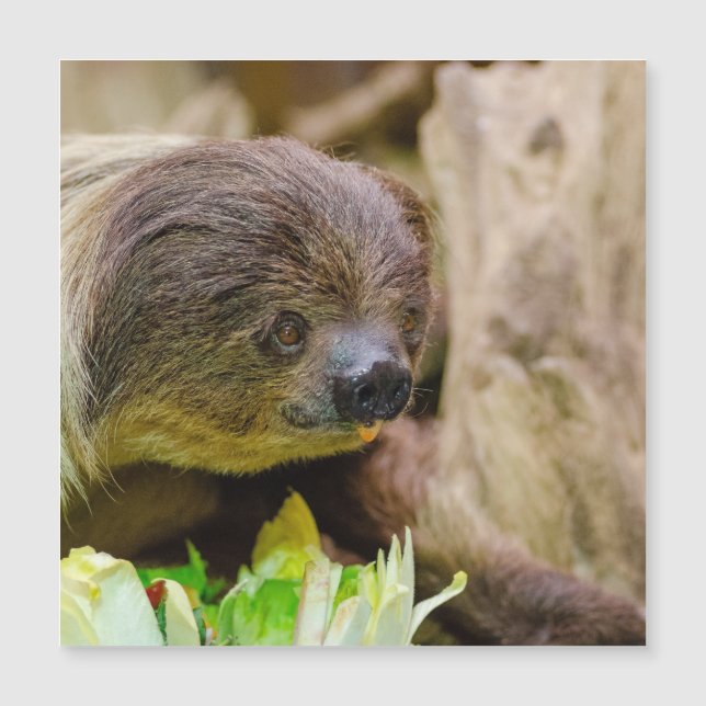 Sloth_20171108_by_JAMFoto Magnetkarte (Vorderseite)