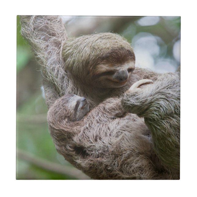 Sloth Baby mit Mutter, die von einem Baum hängt Fliese (Vorderseite)