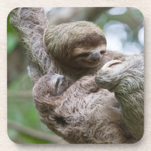 Sloth Baby mit Mutter, die von einem Baum hängt Getränkeuntersetzer