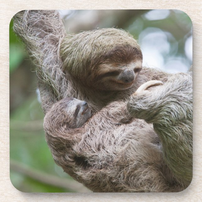 Sloth Baby mit Mutter, die von einem Baum hängt Getränkeuntersetzer (Vorderseite)